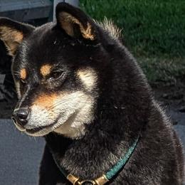 Shiba Inu from Libertas Ultima