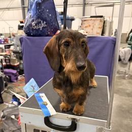 Envy - Dachshund