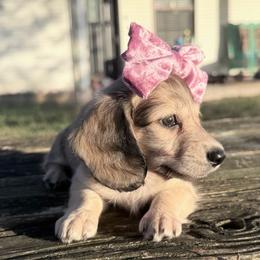 Swazey - Cream female Dachshund puppy in Brenham, Texas from 1 Moore Dachshund