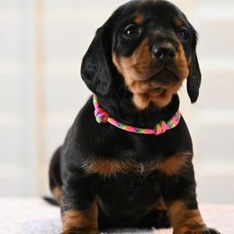 Girl 5 - Dachshund puppy in Harrisburg, Illinois from Pyradox