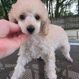 AKC Toy Poodle Male - Cream male Poodle puppy in Casselberry, Florida from McIntosh Toy Poodles