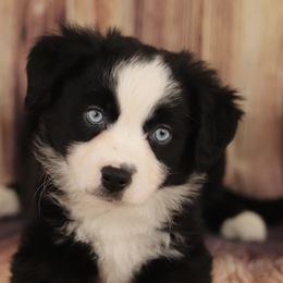 Miniature American Shepherds, Miniature Australian Shepherds, and Toy Australian Shepherds from Little Dipper mini Americans and toy Aussies