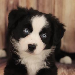 Miniature American Shepherds, Miniature Australian Shepherds, and Toy Australian Shepherds from Little Dipper mini Americans and toy Aussies