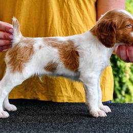 Colt - Orange and white male Brittany puppy in Hollidaysburg, Pennsylvania from Royal Flush Farms