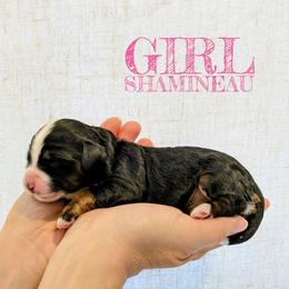 Shamineau - Tri-color female Bernedoodle puppy in Cambridge, Minnesota from Country Meadow Doodles