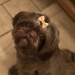 Java - Shih Tzu