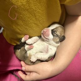 Elsa's sable girl 1 - Sable female Pembroke Welsh Corgi puppy in Clinton, Tennessee from High Hopes Farm