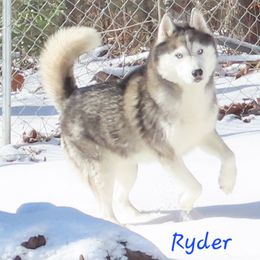 Ryder - Gray and white male Siberian Husky puppy in Hiawassee, Georgia from Chastains Huskies