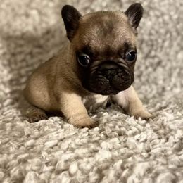 French Bulldog Puppies from Divine Kennels