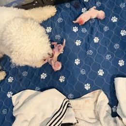 Boy 1 - White and buff male Bichon Frise puppy in Lavon, Texas from Sissy’s Heavenly Paws
