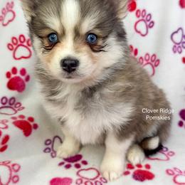 Billings - Blue male Pomsky puppy in Sheffield, Iowa from Clover Ridge Pomskies