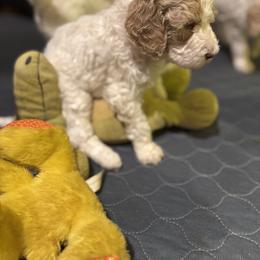 Bernedoodle and Double Doodle Puppies from ETX Dandy Doodle