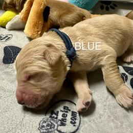 Blue Collar - Golden male Golden Retriever puppy in Tulsa, Oklahoma from Triple J Goldens, LLC