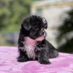 Poodle, Shihpoo, Shih Tzu, and Shorkie Puppies from Oodles of Poodles & Doodles
