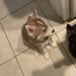 Siberian Husky Puppies from Vixen Siberians