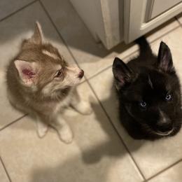 Siberian Husky Puppies from Vixen Siberians