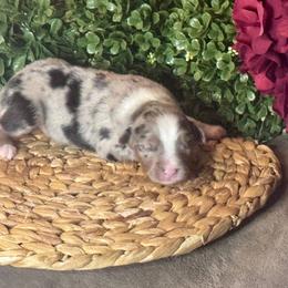 (George) Harrison - Blue merle male Miniature Australian Shepherd puppy in California from Eagle River Aussies