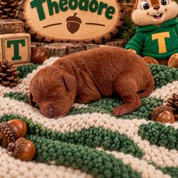 Theodore - Red male Cavapoo puppy in Salt Lake City, Utah from SunnySide Mini Doodles
