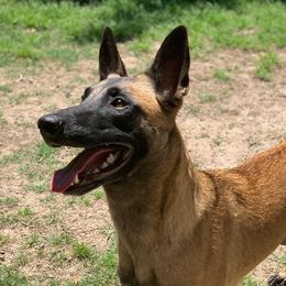 Torch - Belgian Malinois