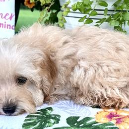 Dachshunds and Poodles from 4 States Mini Dachshunds & Mini Poodles