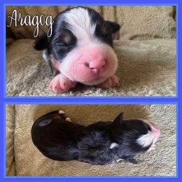 Aragog - Black rust and white male Bernese Mountain Dog puppy in Merrill, Michigan from Happy Tails Family Farm