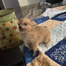 Smiley 4,400 - Blue fawn male Chihuahua puppy in Summerfield, Florida from Uey’s Chihuahuas