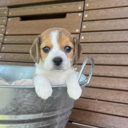 Clover - Black white and tan female Beagle puppy in Harrison, Arkansas from Leslie Beagles of Leslie Farm