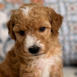 Biscuit-green - Apricot male Goldendoodle puppy in Beckley, West Virginia from By Design Doodles