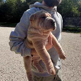 Hughie - Isabella dilute male Chinese Shar-Pei puppy in Auburn, Kansas from Justin's Chinese Shar-Pei