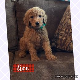 Aussiedoodle, Bernedoodle, and Poodle Puppies from Megan’s Spoiled Standards
