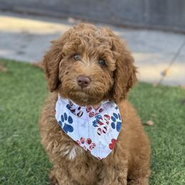 Double Doodle and Goldendoodle Puppies from Red White and Doodle