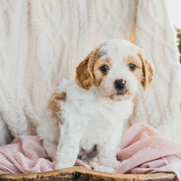 Bernedoodle, Cavalier King Charles Spaniel, Cavapoo, and Poodle Puppies from Dinky Doo Doodles