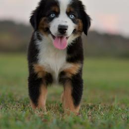 Kelpie - Black tri male Miniature Australian Shepherd puppy in Hartman, Arkansas from Southern Edition Aussies