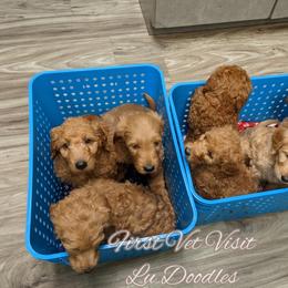 Goldendoodle Puppies from Lu Doodles
