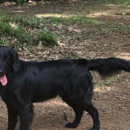 Patton - Flat-Coated Retriever
