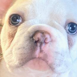 French Bulldogs from Mon Chien Frenchies