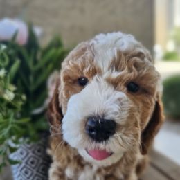 Prince Florian - Chocolate male Goldendoodle puppy in Mesa, Arizona from AZ Cuddle Doodle Kisses