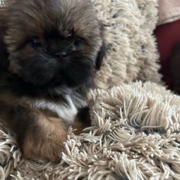 Piper - Sable female Shih Tzu puppy in Texas from A Sassy Soul Shih-Tzu