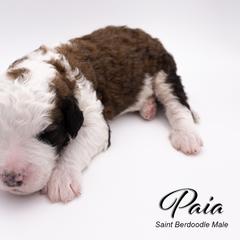 Bernedoodle, Saint Berdoodle, and Sheepadoodle Puppies from Yankee Doodle Puppies