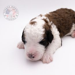 Bernedoodle, Saint Berdoodle, and Sheepadoodle Puppies from Yankee Doodle Puppies