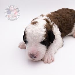 Bernedoodle, Saint Berdoodle, and Sheepadoodle Puppies from Yankee Doodle Puppies