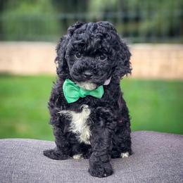 Fred - Black male Goldendoodle puppy in Cleveland, Tennessee from Edgewater Doodles & Designer Pups