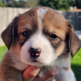 Jasper - Sable and white male American Corgi puppy in Boise, Idaho from Porter Creek Corgis