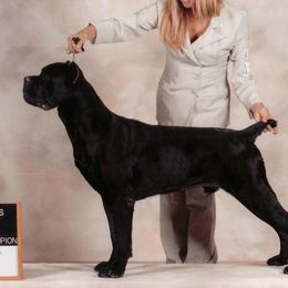 Black - Cane Corso