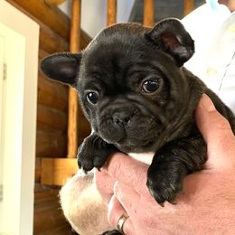 Girl 1 - French Bulldog puppy in Havre, Montana from MT French Bulldogs