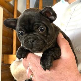 Girl 1 - French Bulldog puppy in Havre, Montana from MT French Bulldogs
