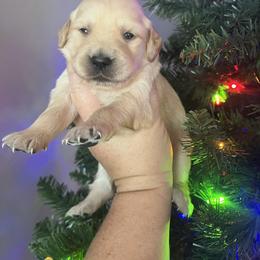 Silver female - Golden female Golden Retriever puppy in Jesup, Georgia from Painted Platinum Retrievers (Painted Platinum Kennel) PPK