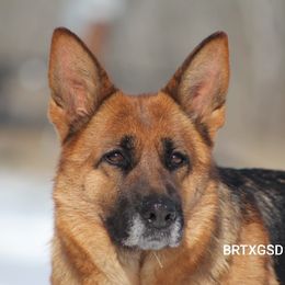 Mercedes  - German Shepherd