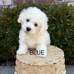 Mr. Blue - White male Bichon Frise puppy in Sacramento, California from Charming Bichons