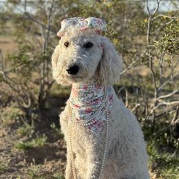 Phoebe - Goldendoodle